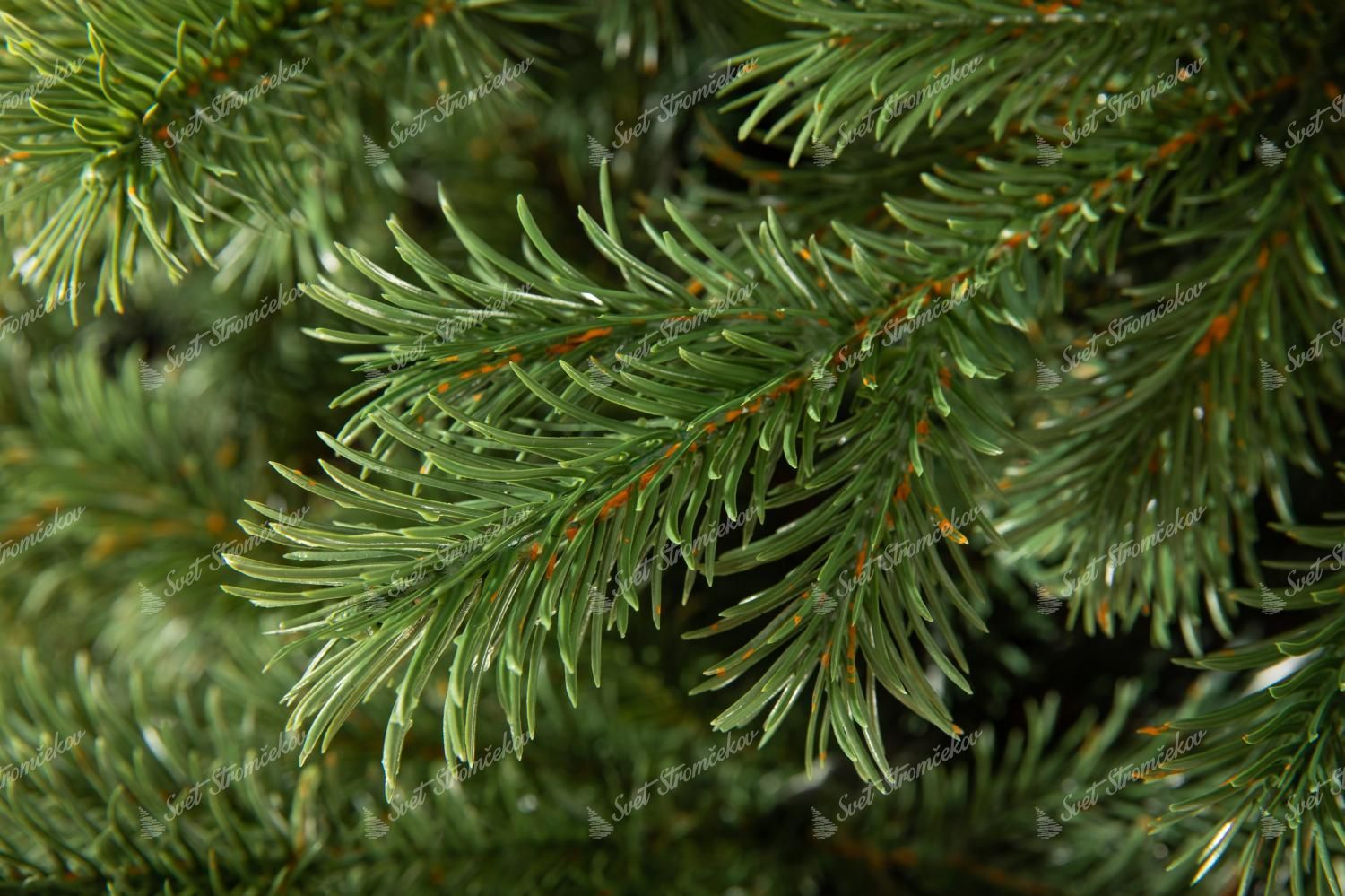 Vianočný stromček 3D Borovica Tatranská